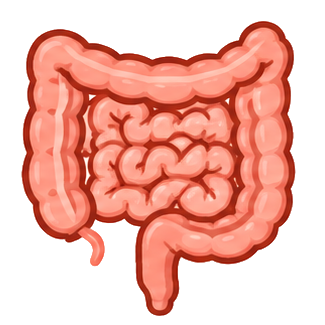 Intestines