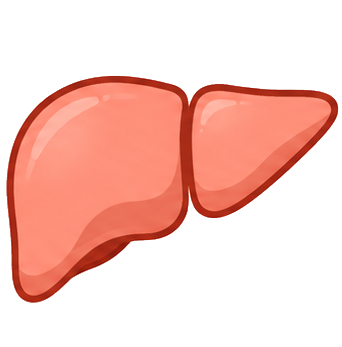 Liver