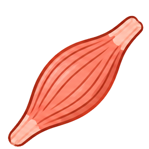 Muscles